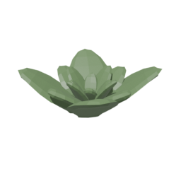 Cactus Flower 1